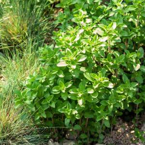 Origan Paula - BIO